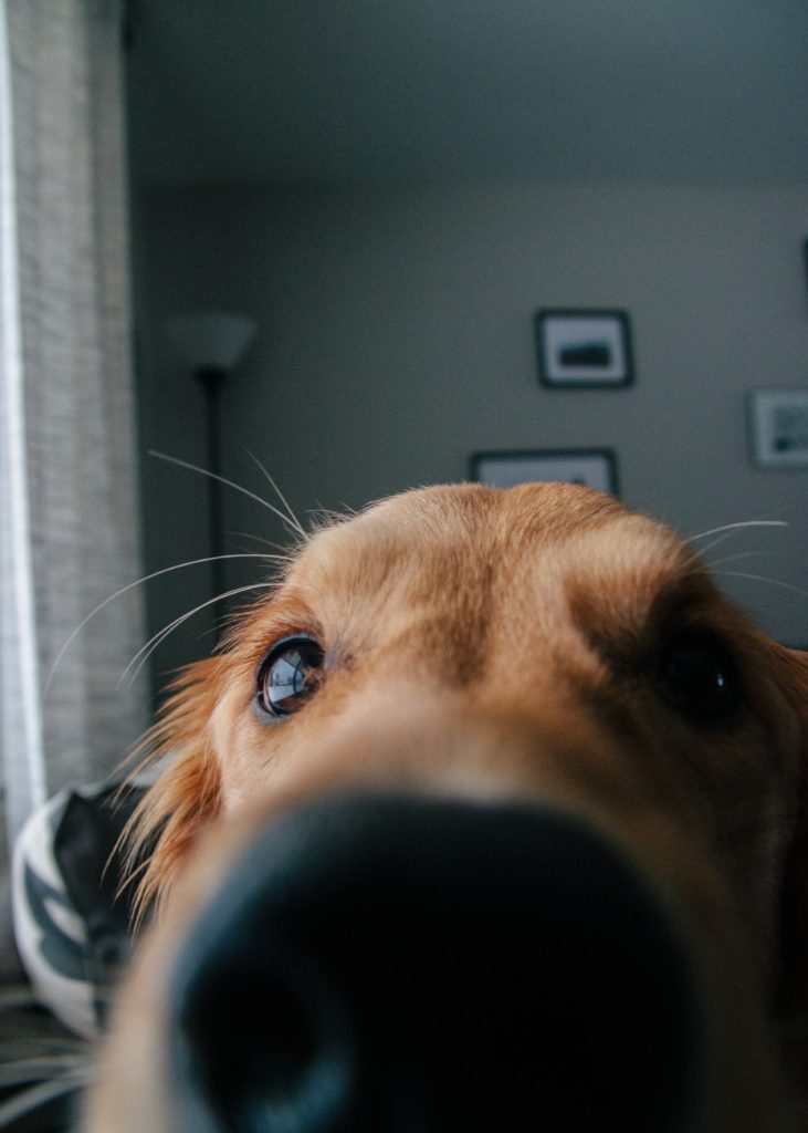 cane che annusa